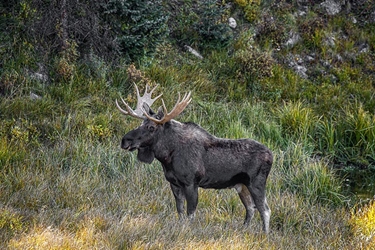 Bull Moose Standoff 