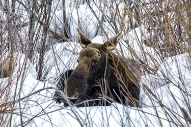 Colorado Bull Moose Lying in the Snow 