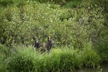 Moose Twin Calves 