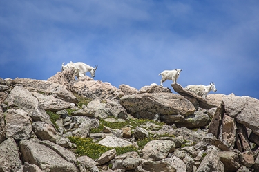 White Mountain Goat Baby Playing on the Edge of Mt. Evans 