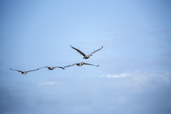 Four Brown Pelicans in Formation 