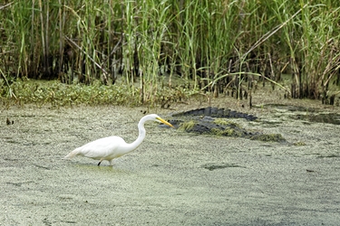 Great Egret and Alligator 