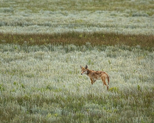 Coyote Hunting on the Prairie 