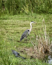 Great Blue Heron and Alligator 