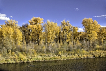 Gunnison Cottonwoods in Fall Color 