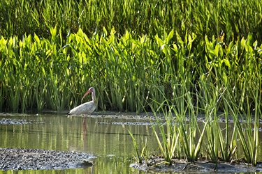 Juvenile Ibis Wading in a Rice Field 