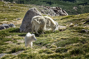 Adult and Juvenile White Mountain Goats Grazing on Mt. Evans, Colorado 