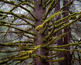Alaskan Moss Covered Tree 