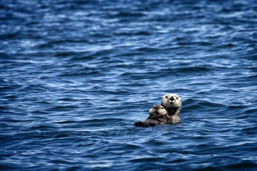 Alaskan Otter Family 