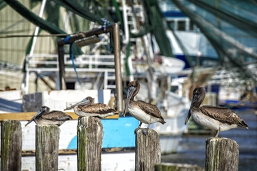 Brown Pelicans on the Docks 