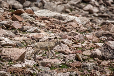 Baby Bighorn Trying to Keep Up with Mom 