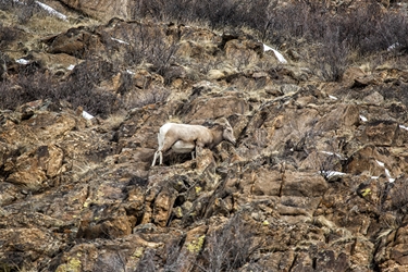 Ewe Climbing Through the Rocky Mountainside 