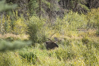 Colorado Bull Moose in the Willows 