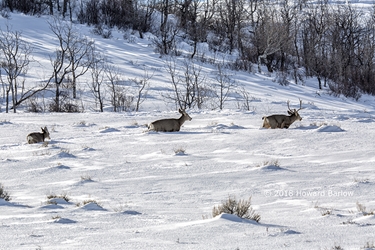 Deer Family in the Snow 