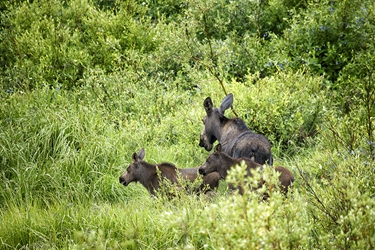 Momma Moose and Twin Calves Looking for Dinner 