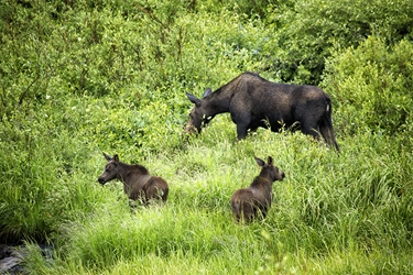 Moose Family 