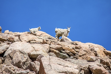 Baby Mountain Goat Chasing Mom on the Mountaintop 
