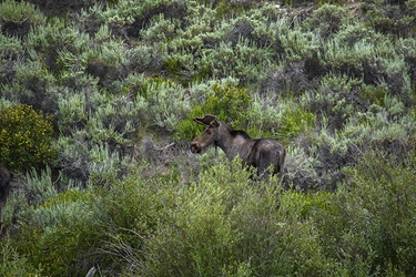 Young Bull Moose Near Creede, Colorado 