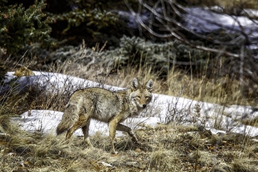 Coyote Moving On 