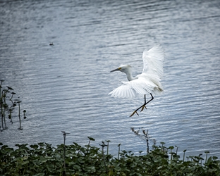 Egret Coming in for Water Landing 