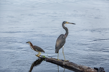 Green and Great Blue heron Fishing Together 