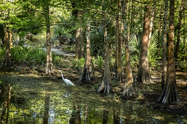 Egret in Louisiana Swamp 