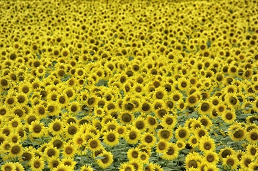 Olathe Sunflowers 
