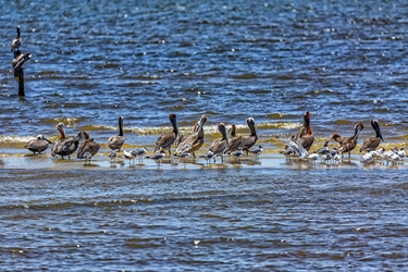 Brown Pelicans on a Sandbar 