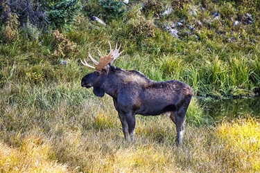 Bull Moose on Alert 