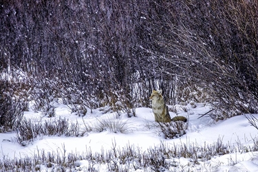 Coyote Waiting in the Snow 
