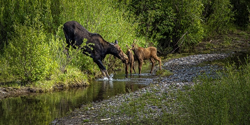 Momma Moose and the Twin Calves in the Creek 