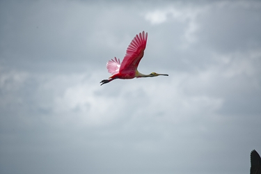 Roseate Spoonbill Flying High 