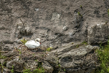 White Swan Sitting on Her Nest 