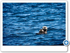 Alaska_otter-mother