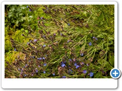 Giverny_Monet_Garden_blue-flowers