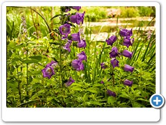 Giverny_Monet_Garden_purple-flowers